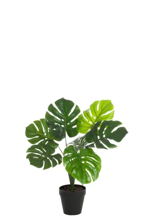 philodendron verrucosum kaufen Philodendron Verrucosum main image 0